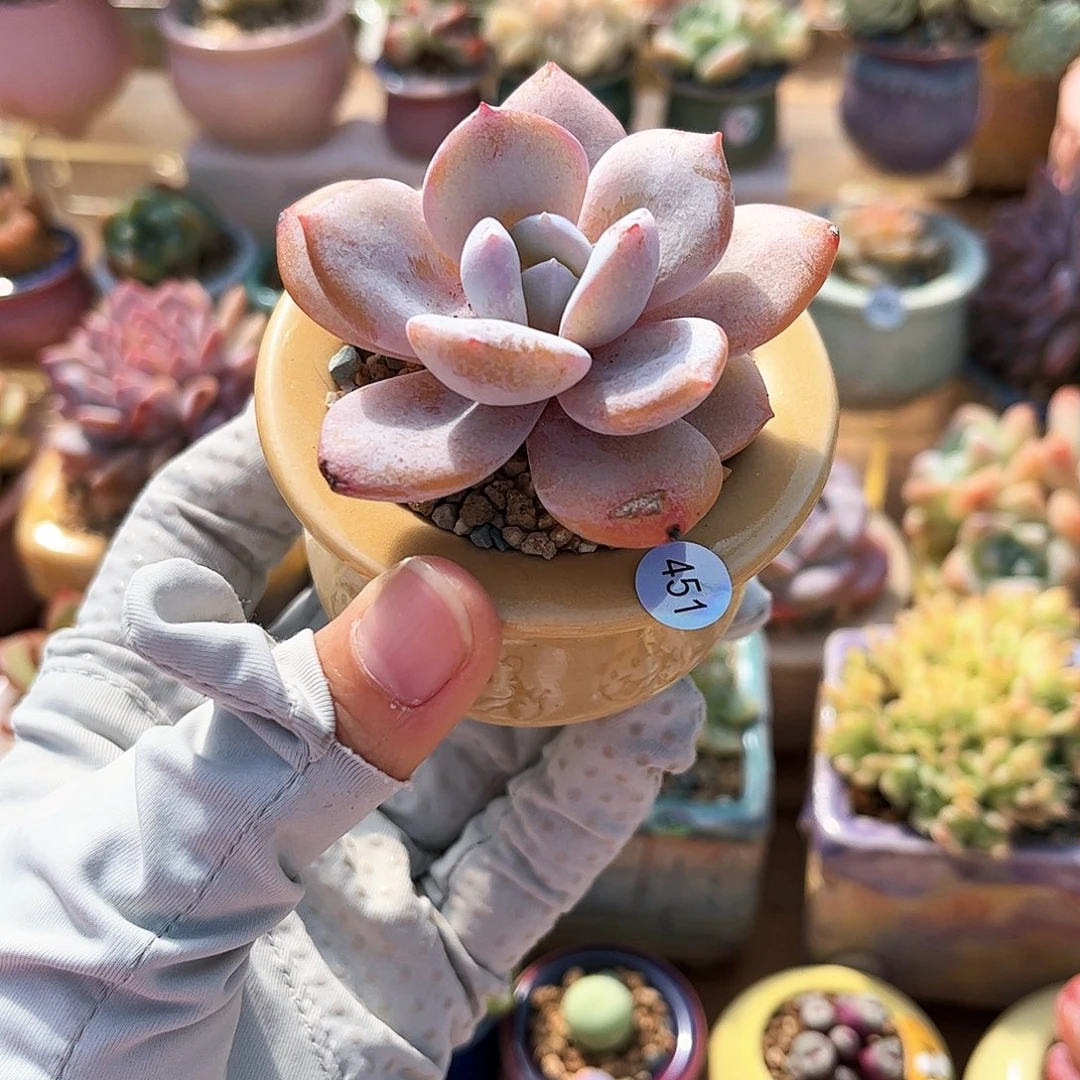 451 多肉含盆2单包邮