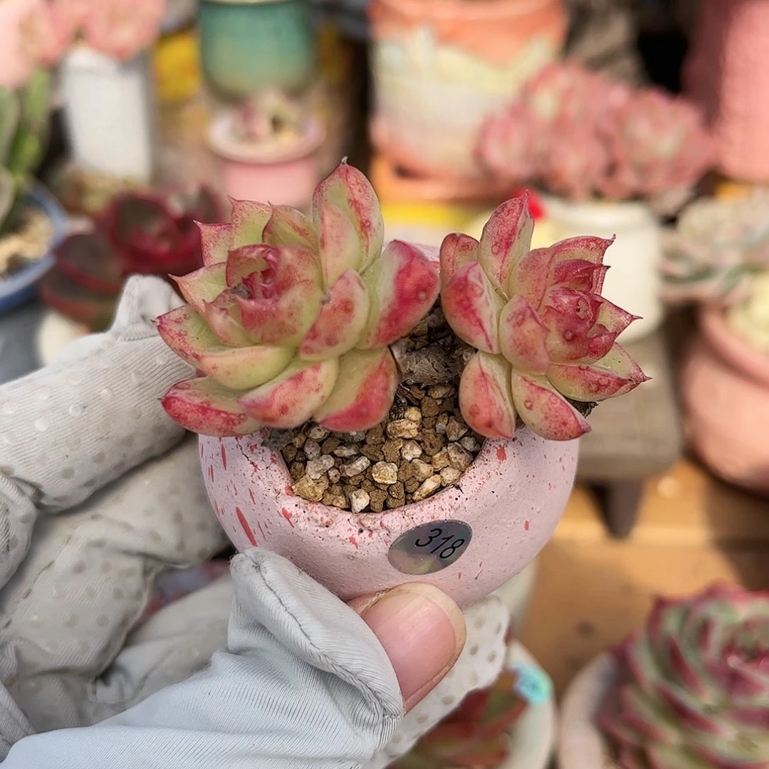 318 多肉含盆含土满30元包邮