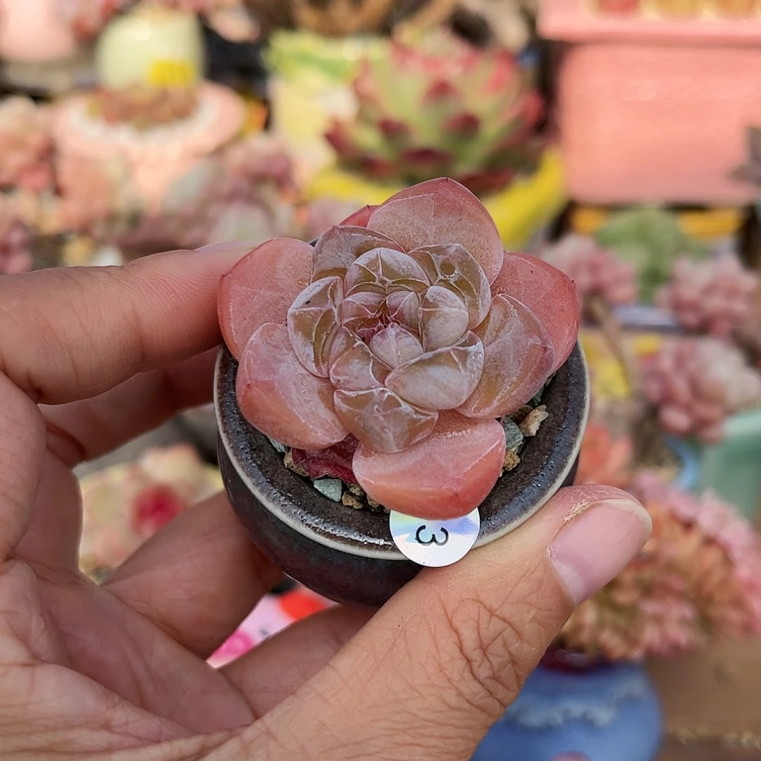 63多肉含盆含土满30元包邮除偏远