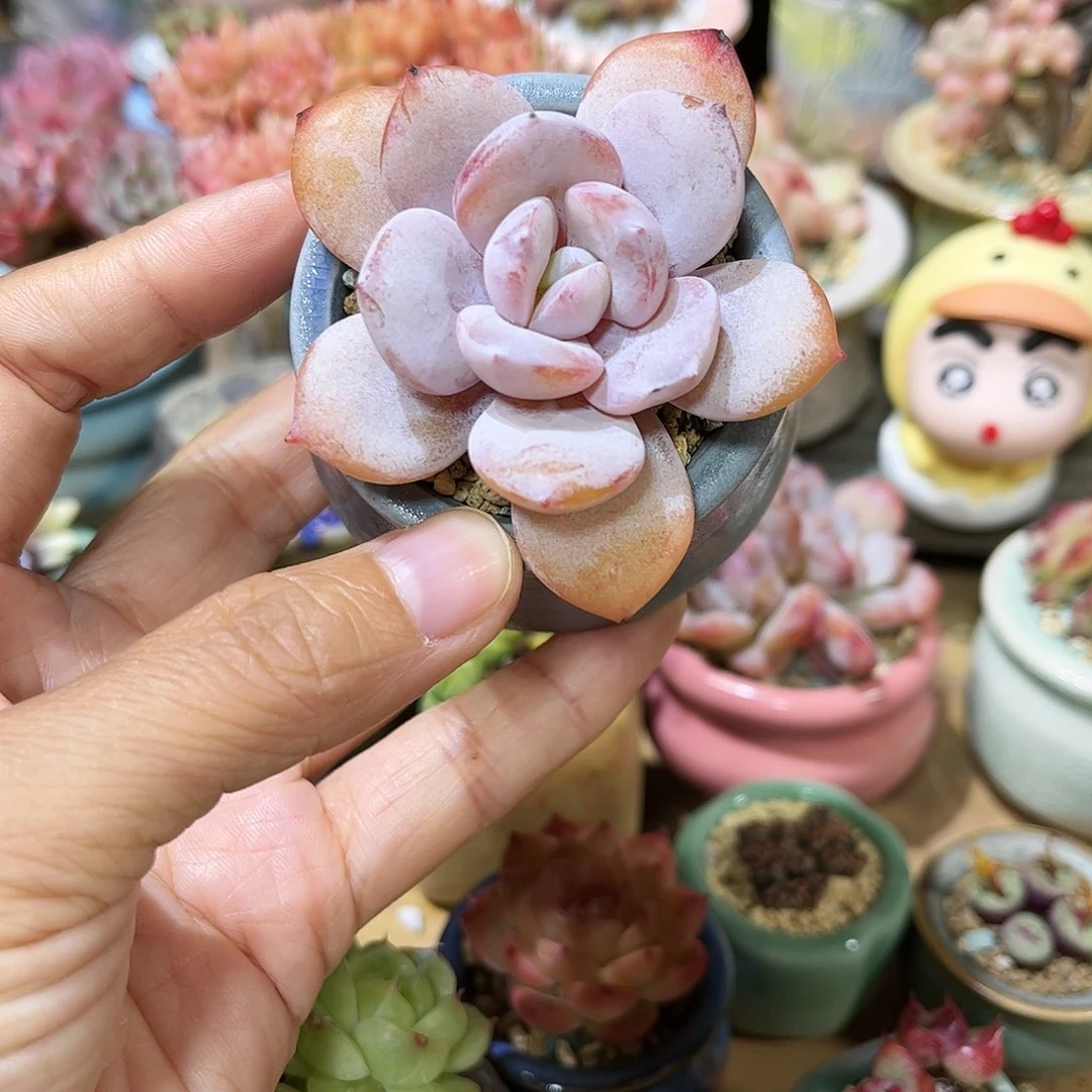 473 30包邮含盆含土发货