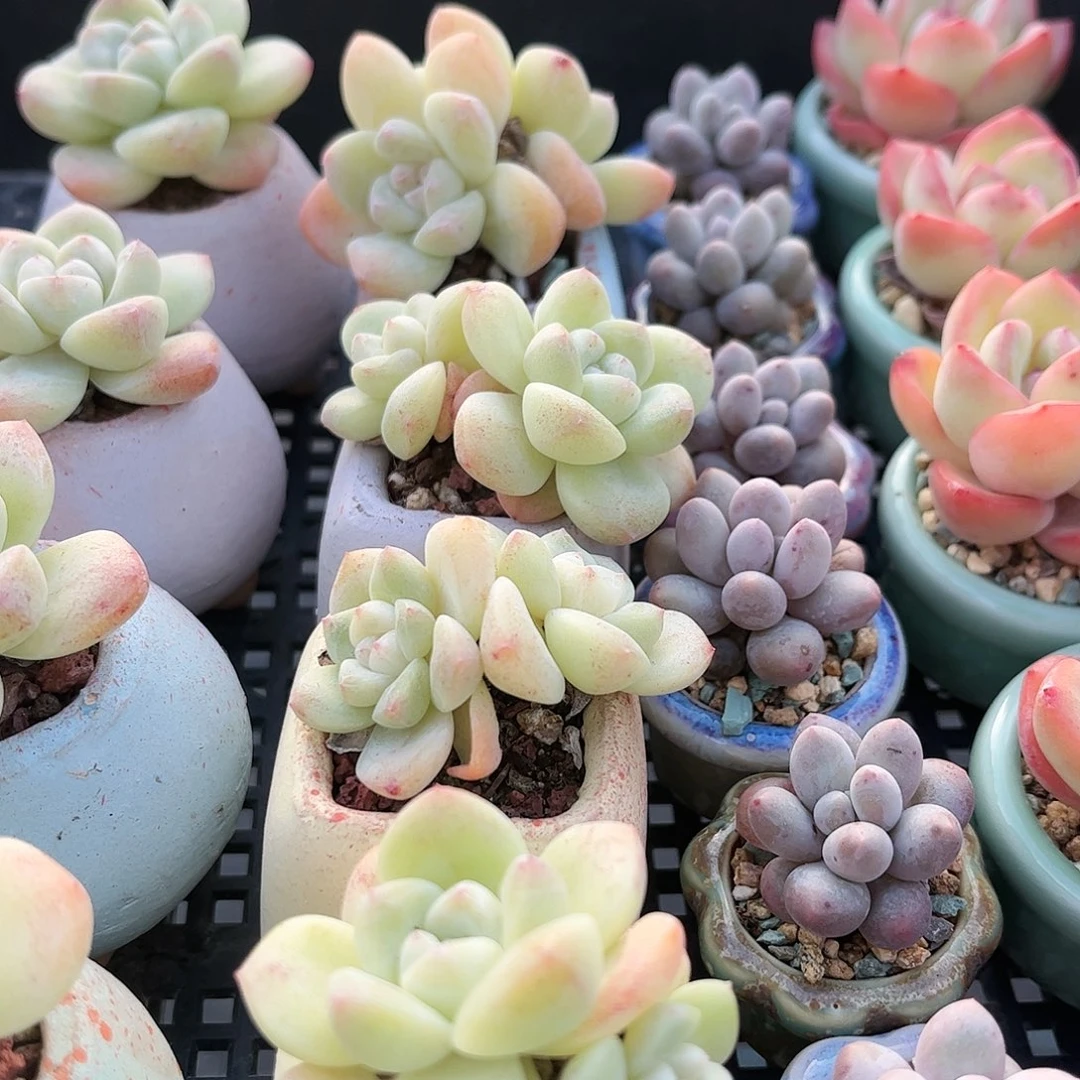 奶油冰玉双 含盆含土发货