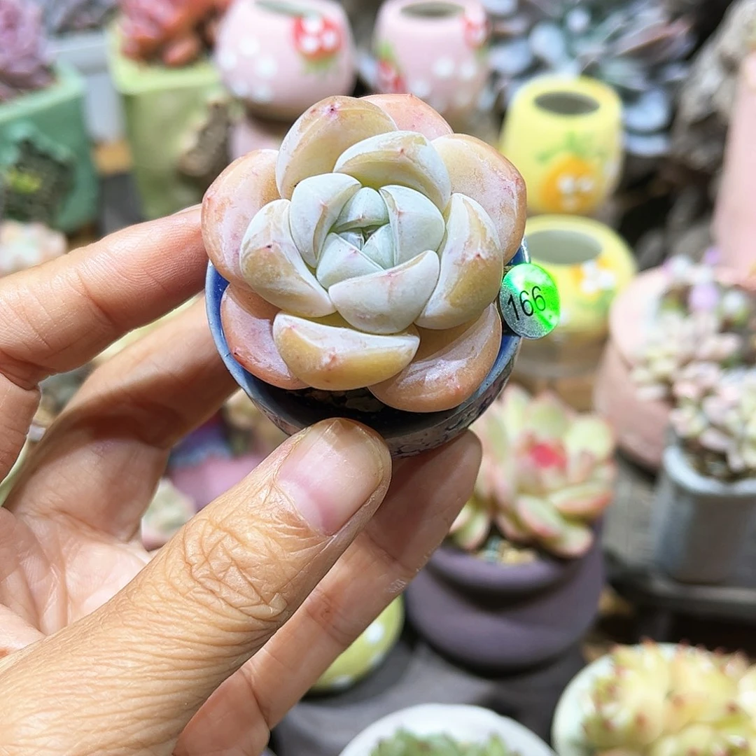 蹦*166 多肉含盆含土满30元包邮