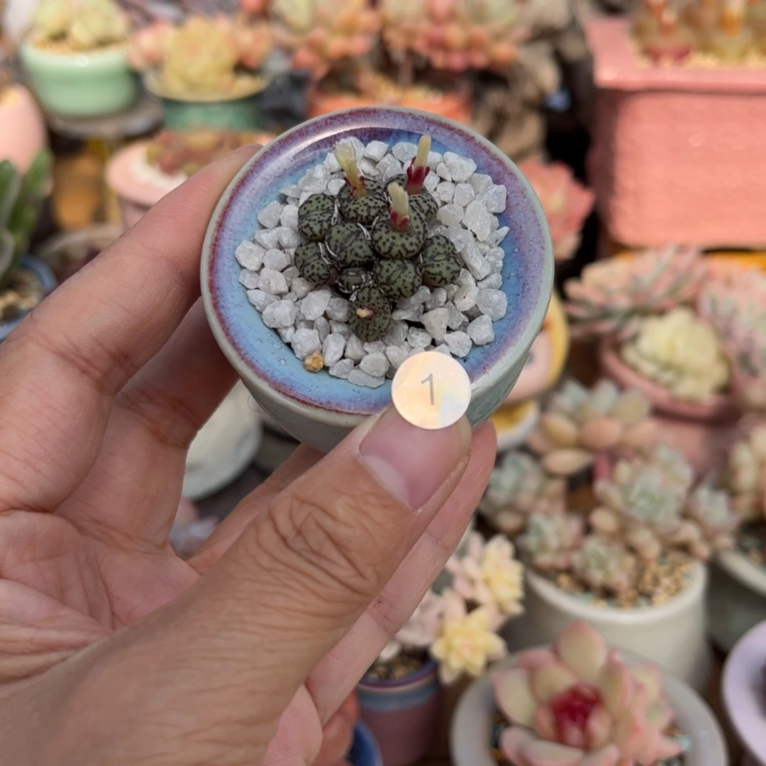 1多肉含盆含土发货满30元包邮