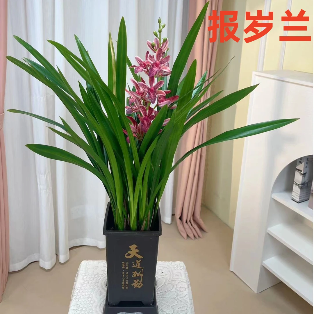 兰花企黑盆栽古风盆花卉室内客厅四季常青冬季开花净化空气观花