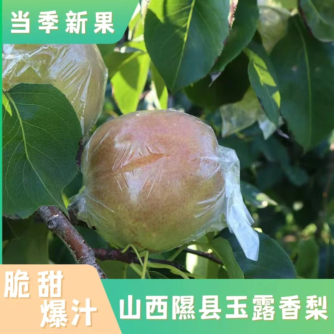 山西隰县玉露香梨净重4.5/8/8.5斤装 脆甜爆汁 坏果包赔