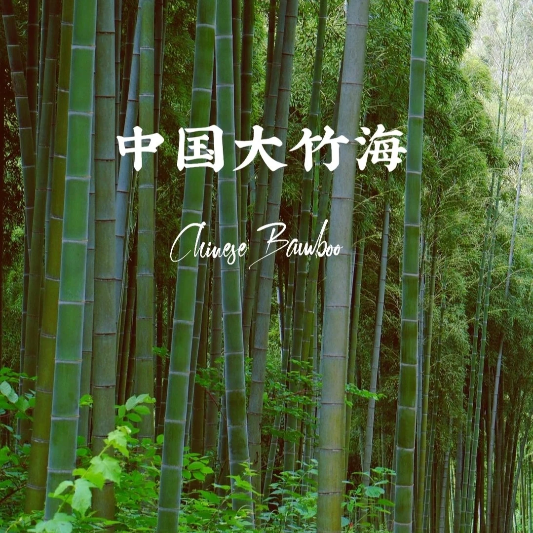 毛竹 大毛竹 苗青竹四季常青常绿可以食用毛竹笋庭院工程绿化竹苗
