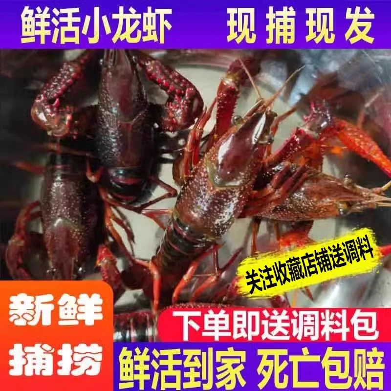 【精选大青买3斤】789钱江苏小龙虾大虾清水新鲜特大青红