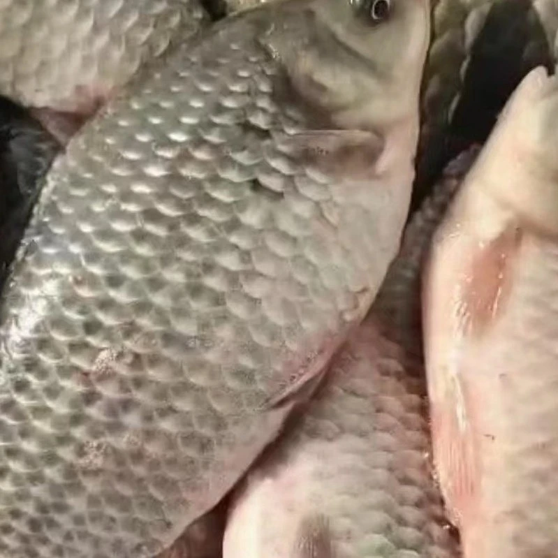 东北冷水鲫鱼7斤