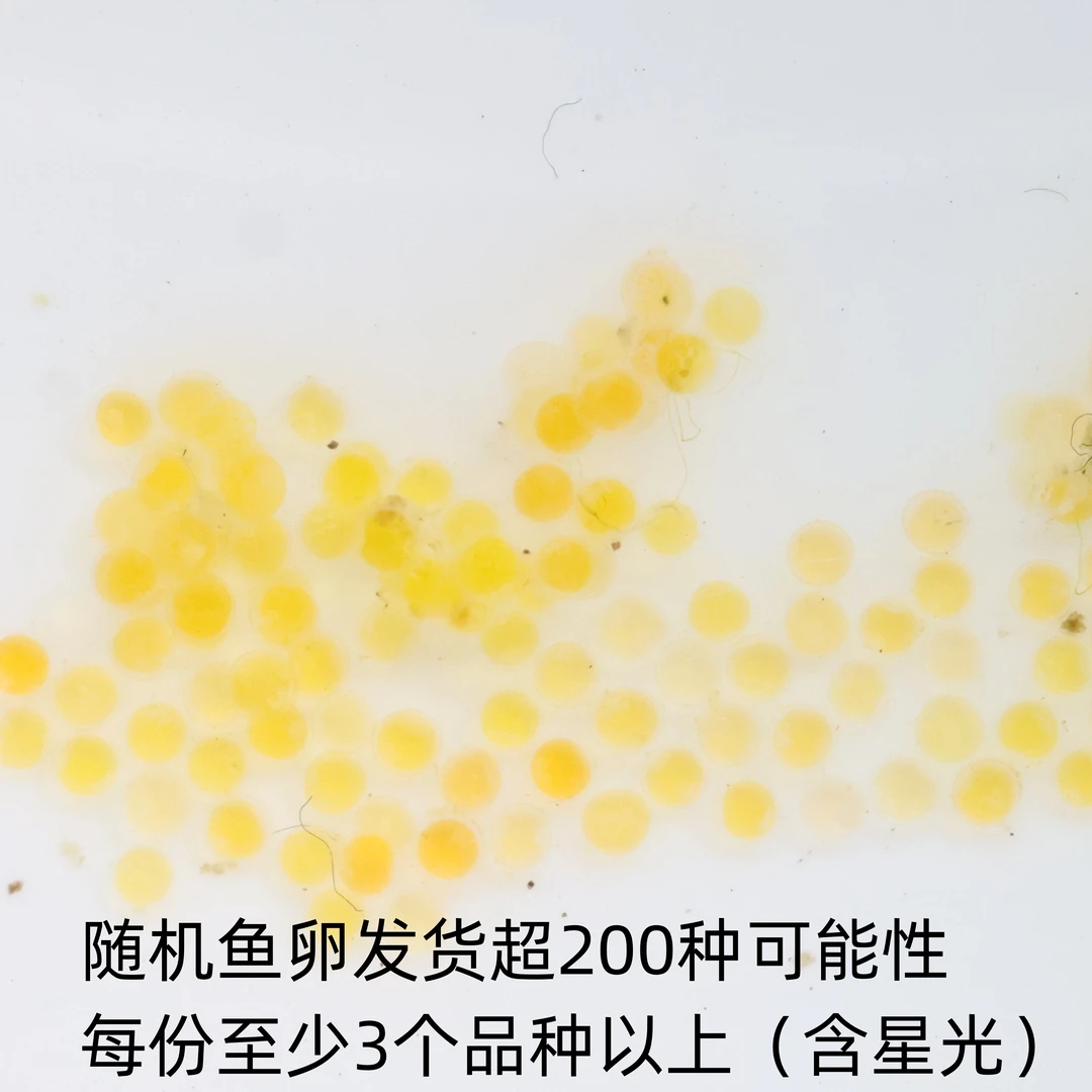 青鳉鱼 随机鱼卵发货超200种可能性 每份至少3个品种以上（含星光）