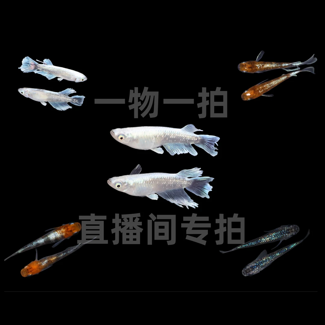 直播间二号 观背青鳉 小型迷你观赏冷水鱼 淡水 不加氧不过滤