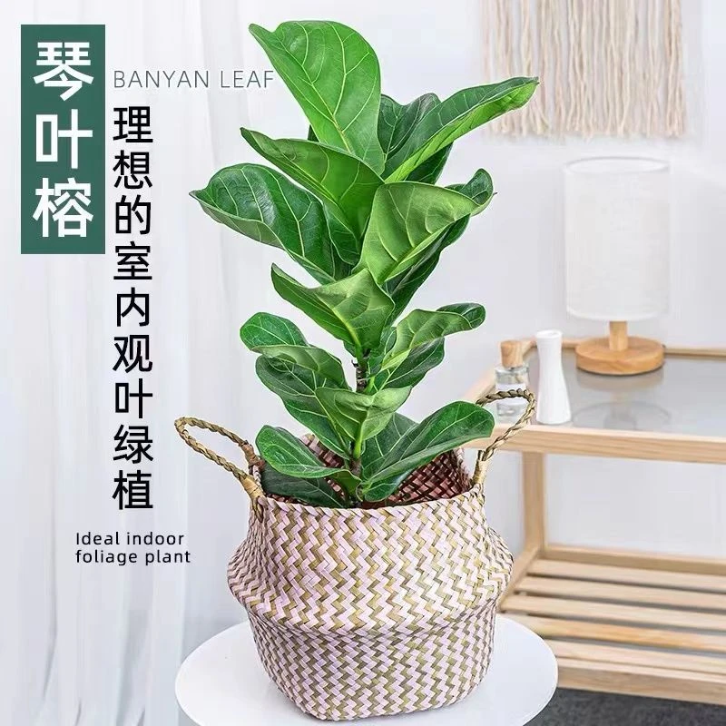 琴叶榕盆栽室内大叶植物客厅办公室绿植好养活北欧花卉四季吸甲醛