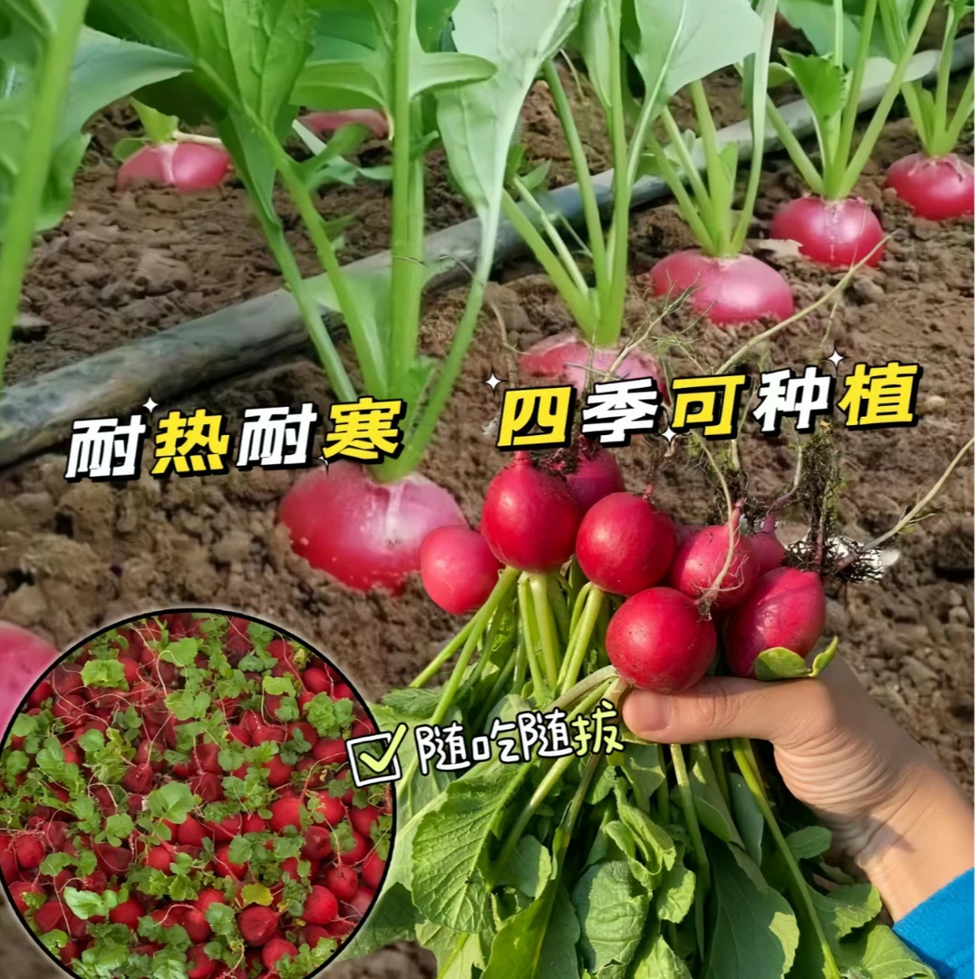 （全店满5元包邮）樱桃萝卜种子迷你萝卜菜籽四季阳台盆栽早熟易种