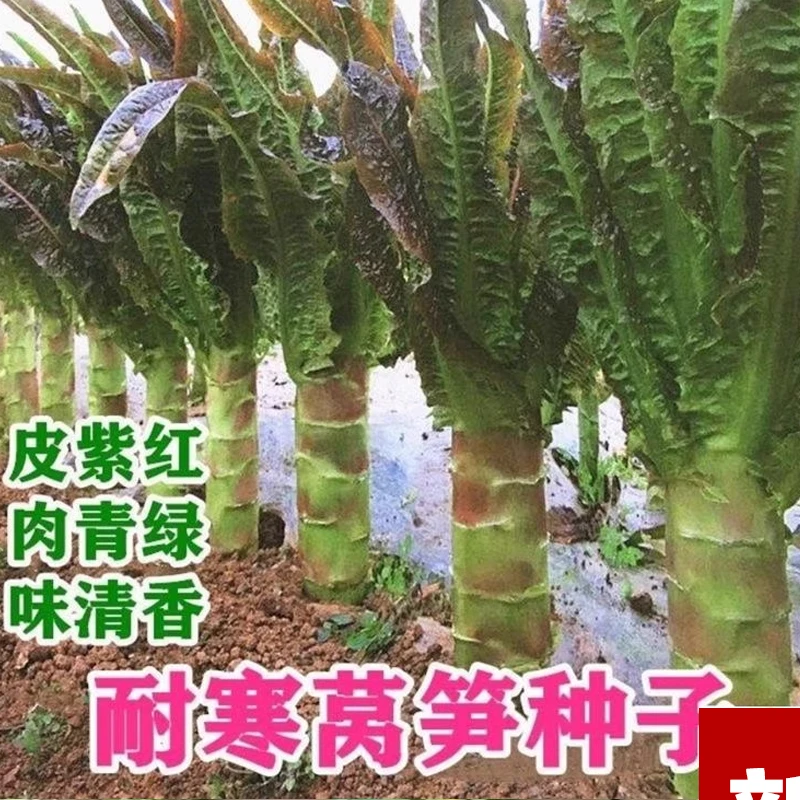 （全店满5元包邮）红尖叶莴苣种籽莴笋种子农家田园种子蔬菜种子