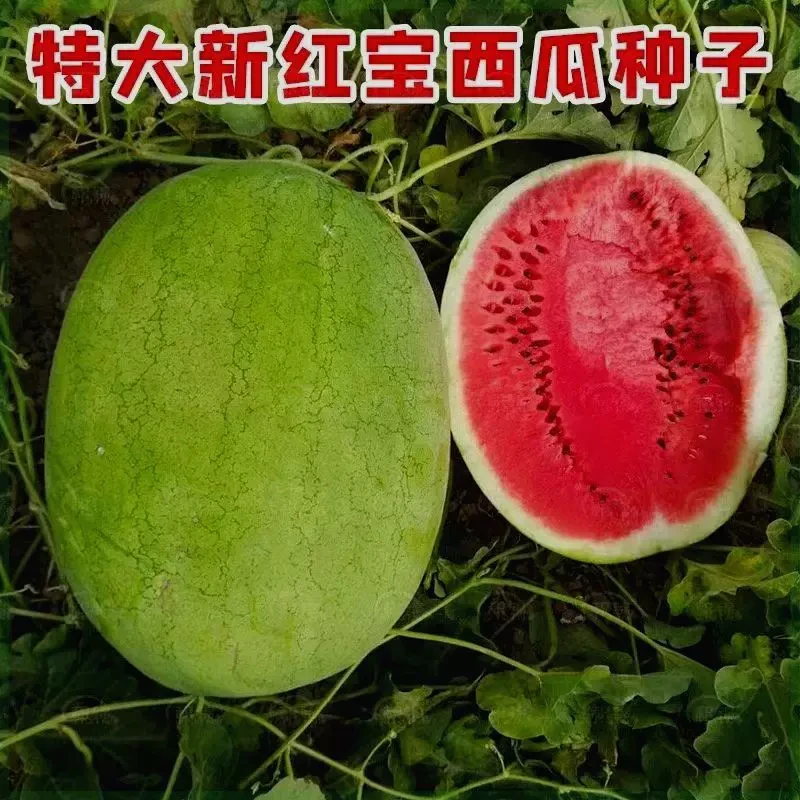 【全店满五包包邮】新红宝西瓜种籽绿皮水果种子孑