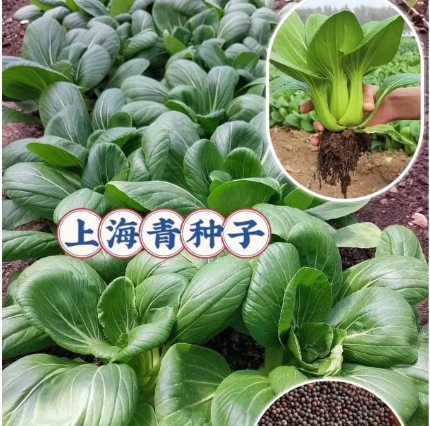 （全店满5元包邮）四季小青菜菜种子 矮杆青梗上海青种子小青菜籽