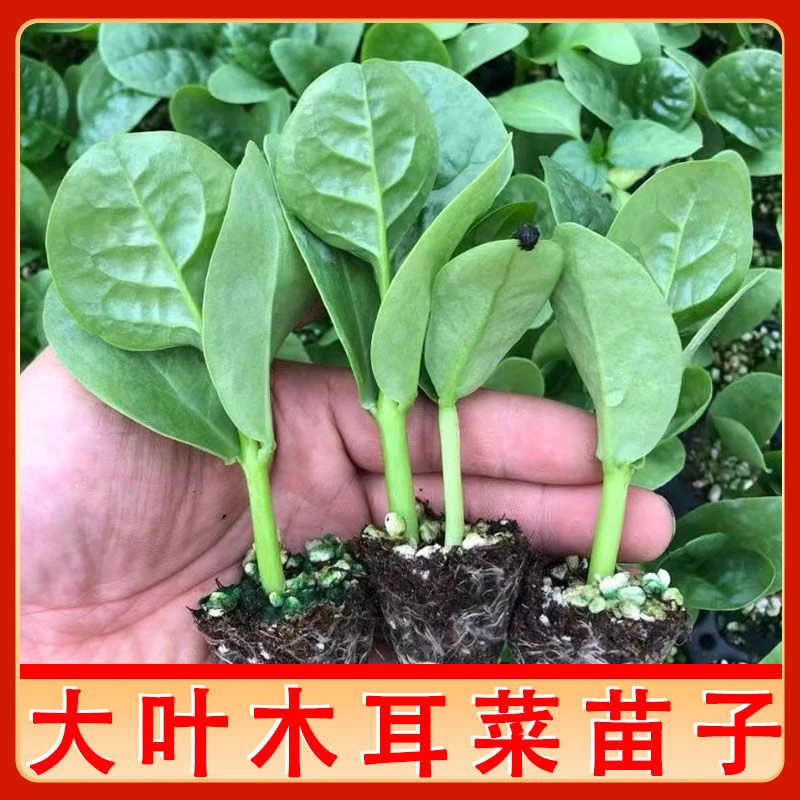 特大圆叶木耳菜苗子阳台盆栽四季秧苗秋冬蔬菜种子木耳菜苗