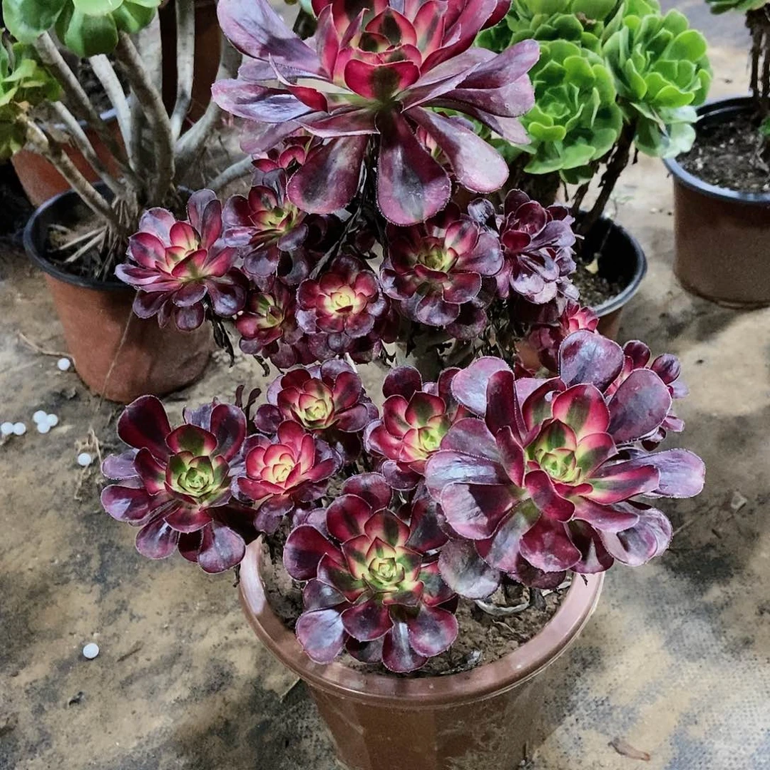 多肉85800000000000