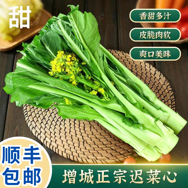 正宗增城迟菜心露水新鲜采摘高脚菜心5-8斤非宁夏菜心顺丰包邮