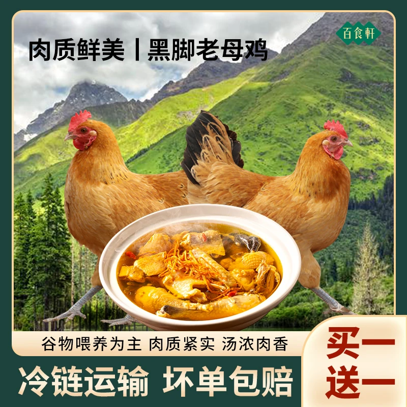 【黑脚老母鸡】大别山黑脚老母鸡 正宗粮食土鸡现宰现杀冷链到家