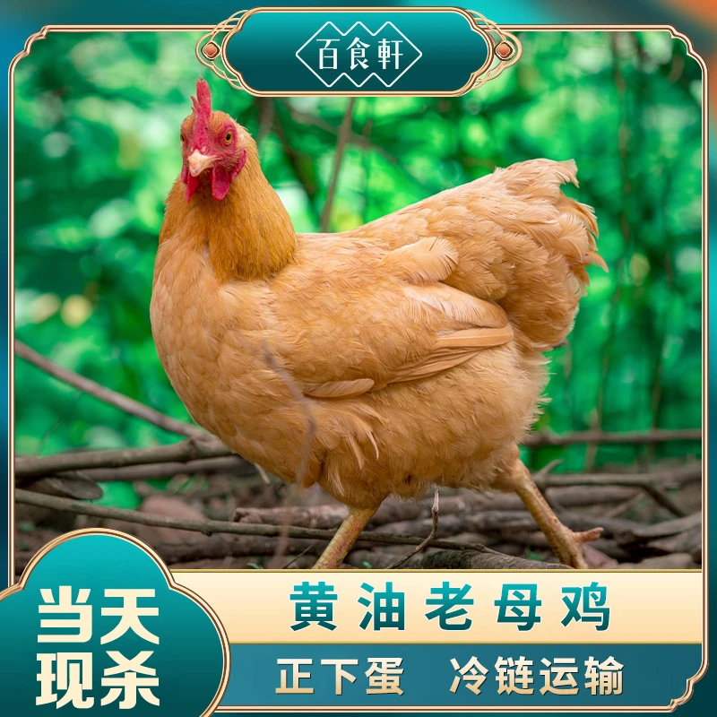 【两只装】老母鸡散养500天跑山鸡现杀土鸡毛重8斤净重4.5-5斤顺丰