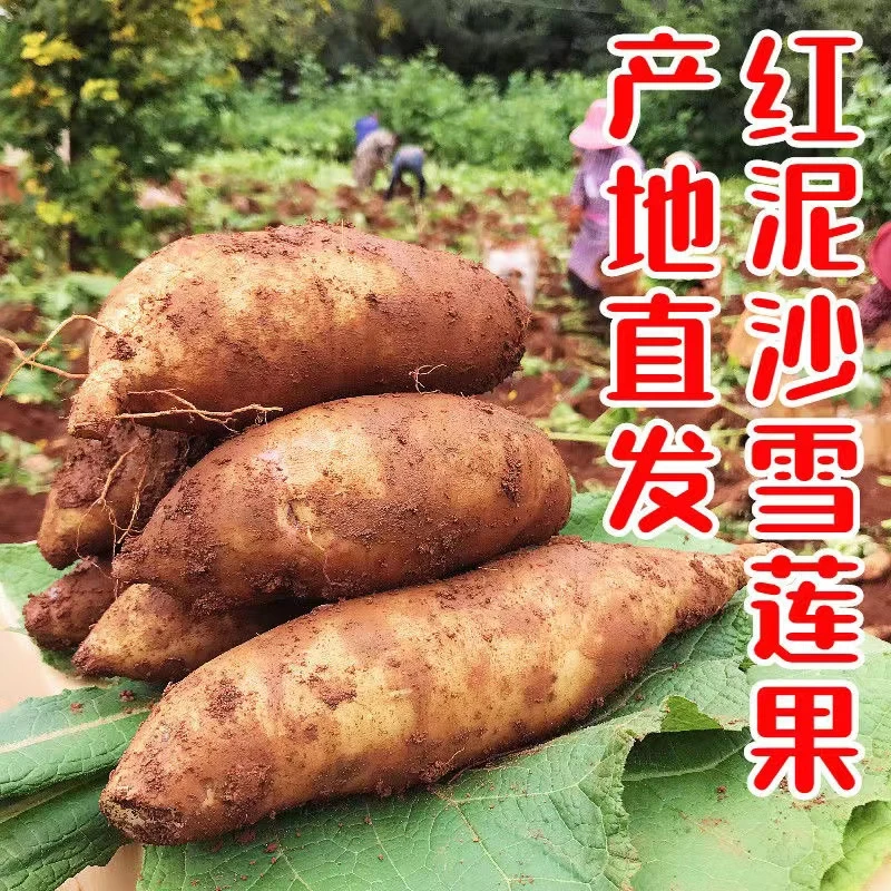 【鲜果农业】现挖现发云南红泥沙天山雪莲果水果1/3/5/9斤应季水果