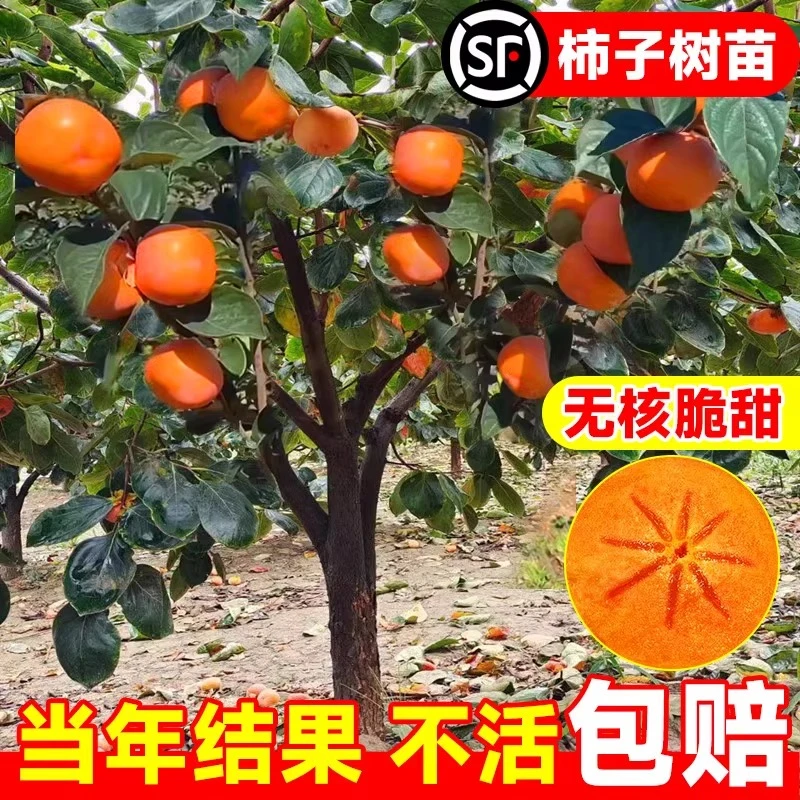 柿子苗树脆甜柿无核柿南北方种植特大庭院地栽当年结果柿子树果苗