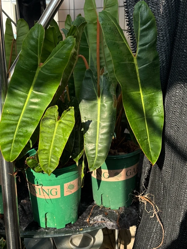 橙柄蔓绿绒 2颗一盆 1加仑盆