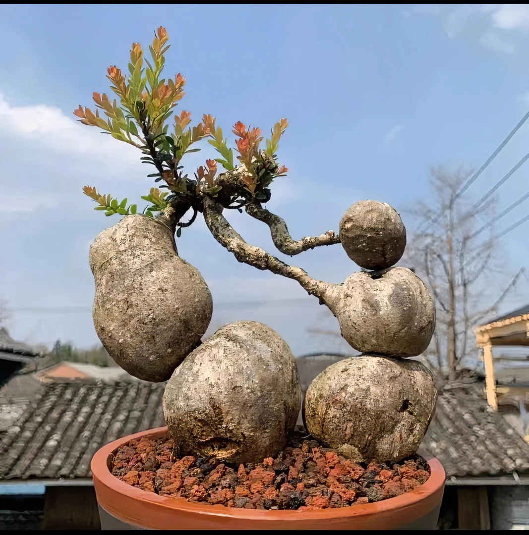 ④云南网红树萝卜