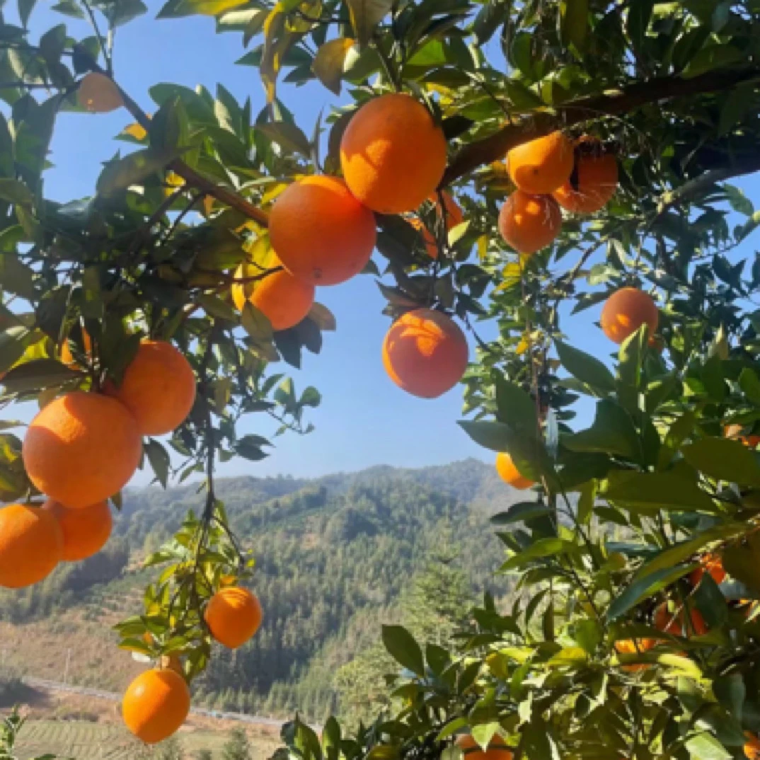 正宗赣南脐橙/新鲜现摘脐橙10斤20斤