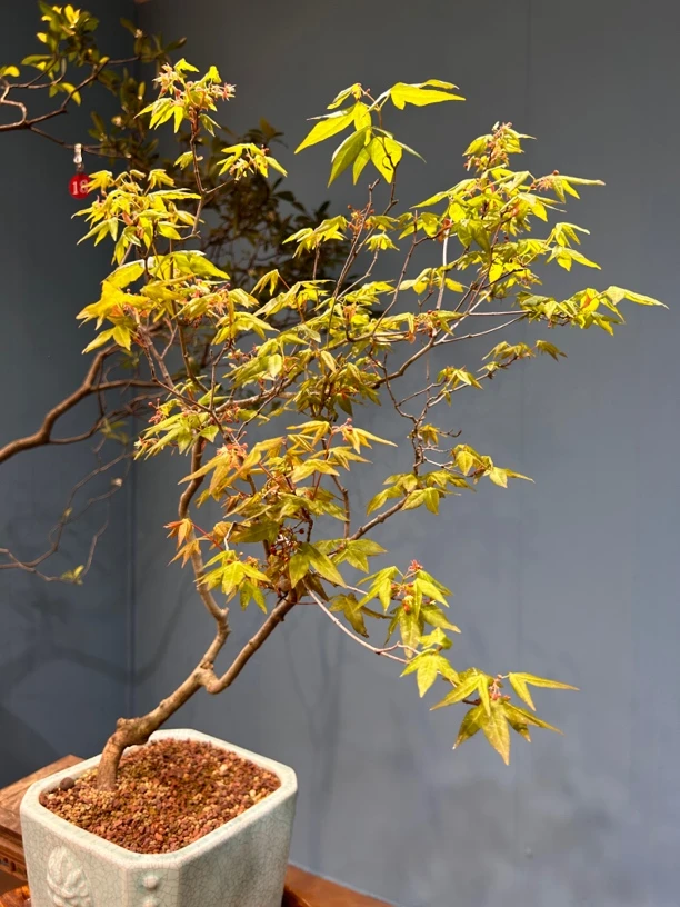 海岛石枫老辣熟桩，一景一卖，下单前联系客服