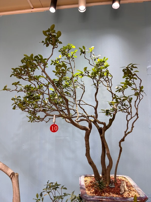 老辣熟桩海岛春花，一景一卖，下单前联系客服