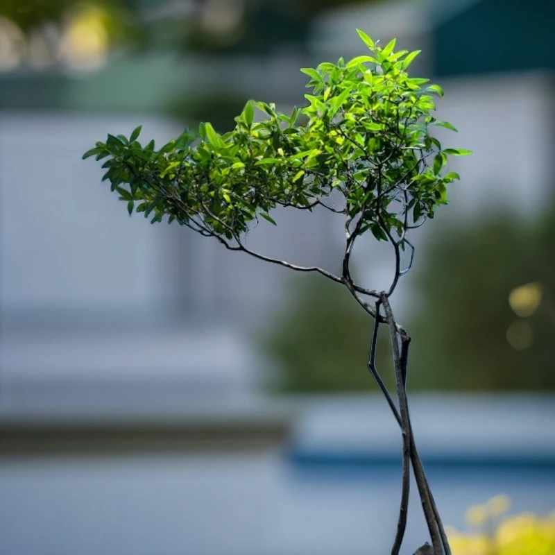 海岛春花一本多杆叶子茂盛