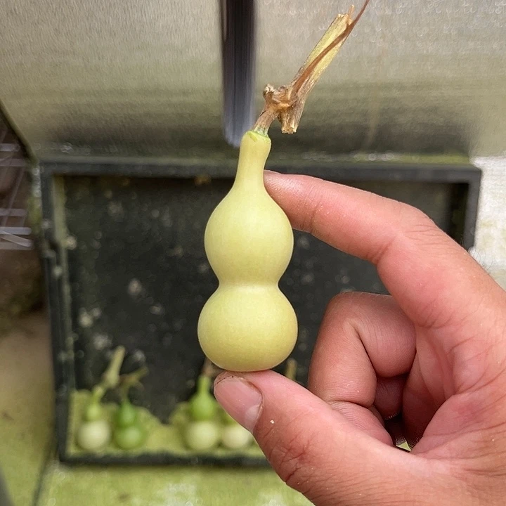 望**馨天津嘴儿葫芦葫芦
