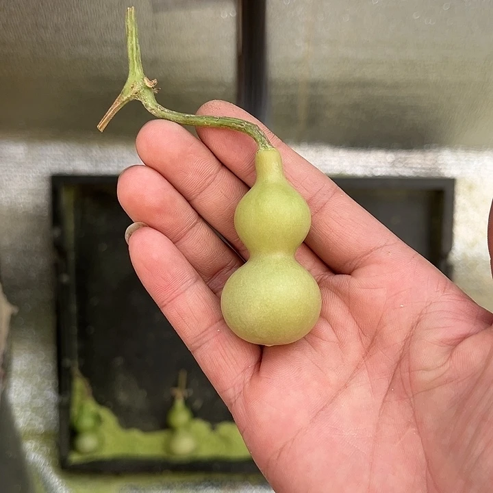 ?****? 天津嘴儿葫芦葫芦