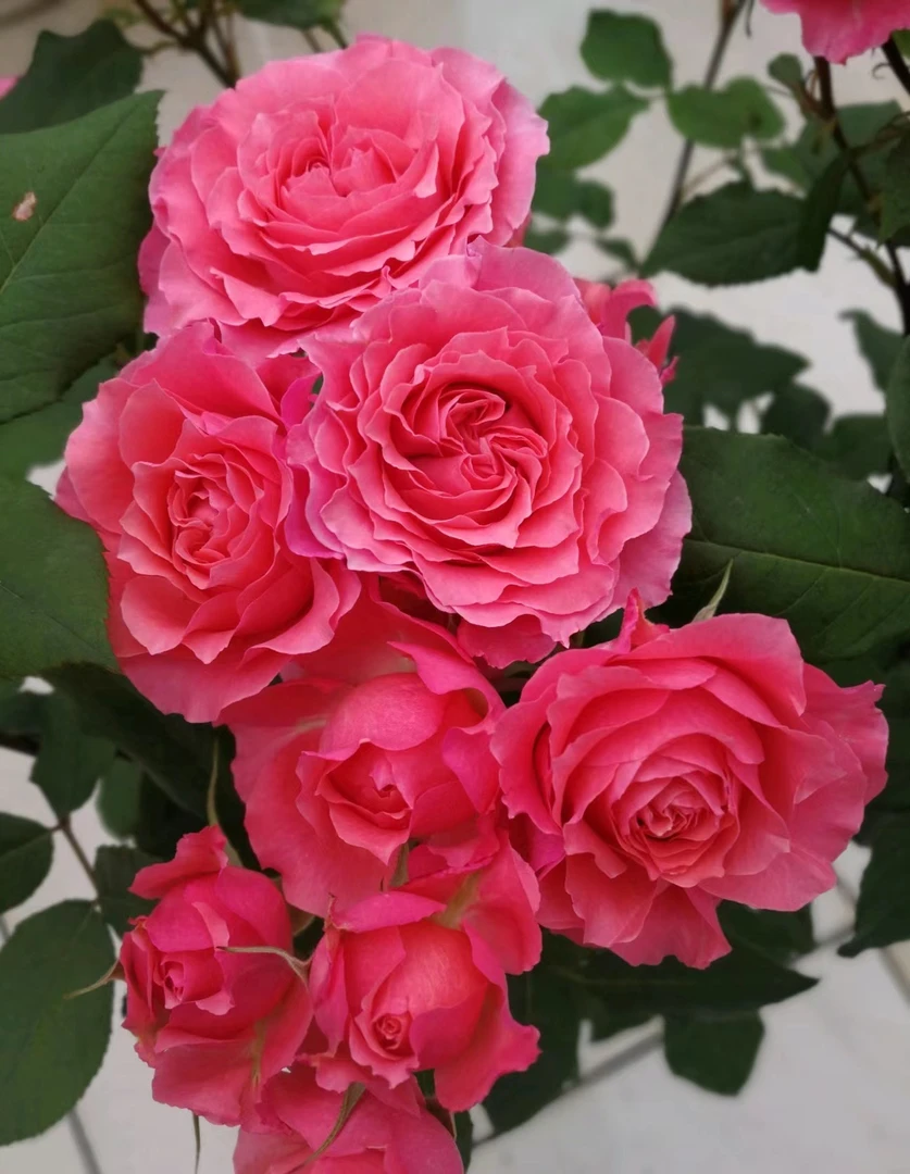 【珊瑚果冻+加仑盆】庭院阳台观花植物