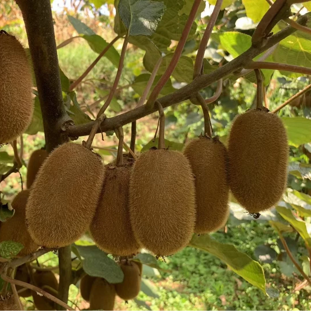 修文贵长猕猴桃   大果  中果  小果 10斤装5斤装包邮天然果园