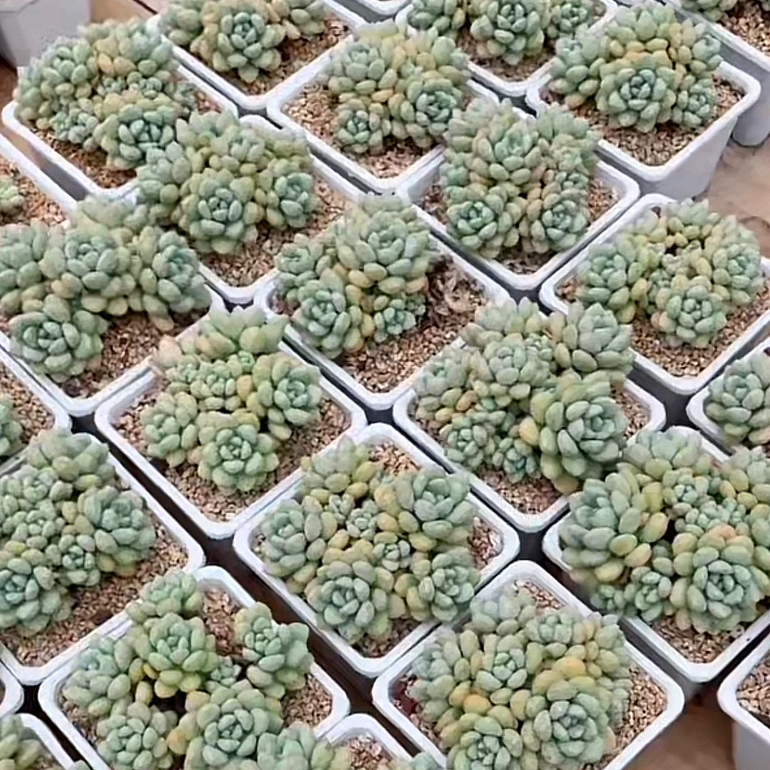 泡泡糖 云南多肉植物