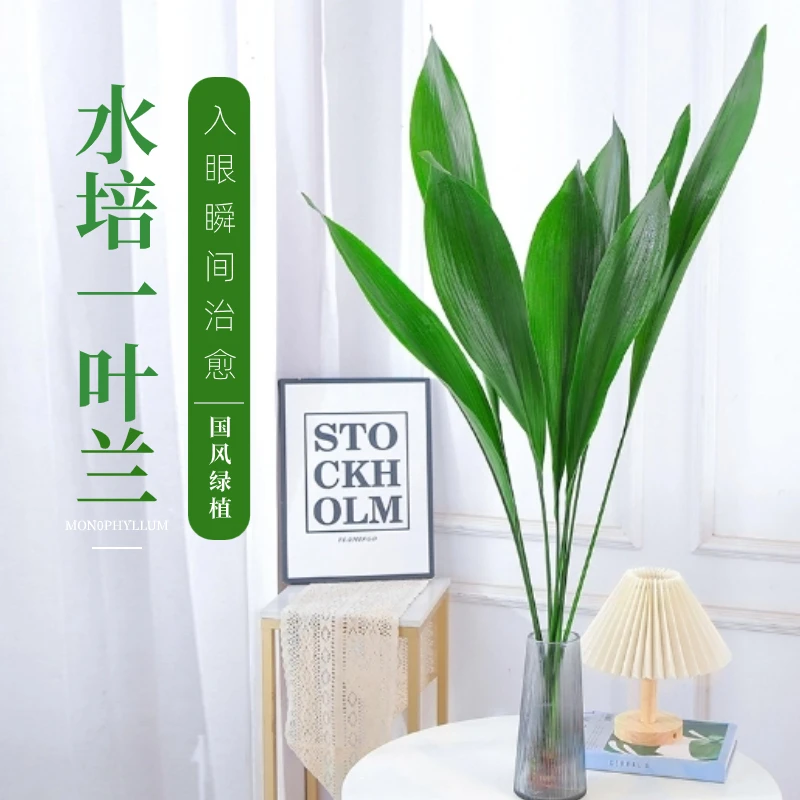 一叶兰盆栽水培植物室内桌面四季常青好养绿植净化空气吸甲醛鲜活
