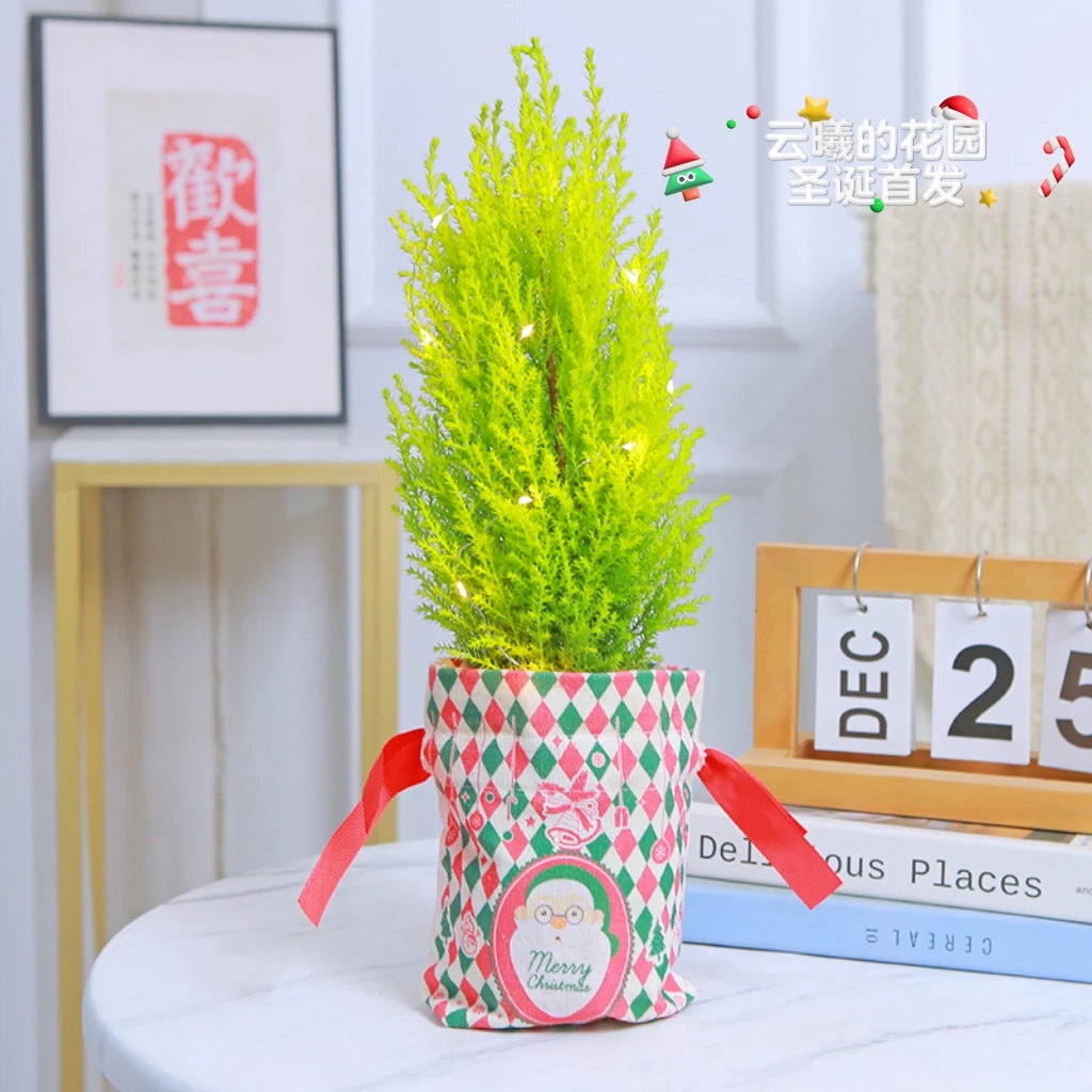 【圣诞首发】小香松圣诞树土培好养易活室内桌面观赏绿植鲜活清新