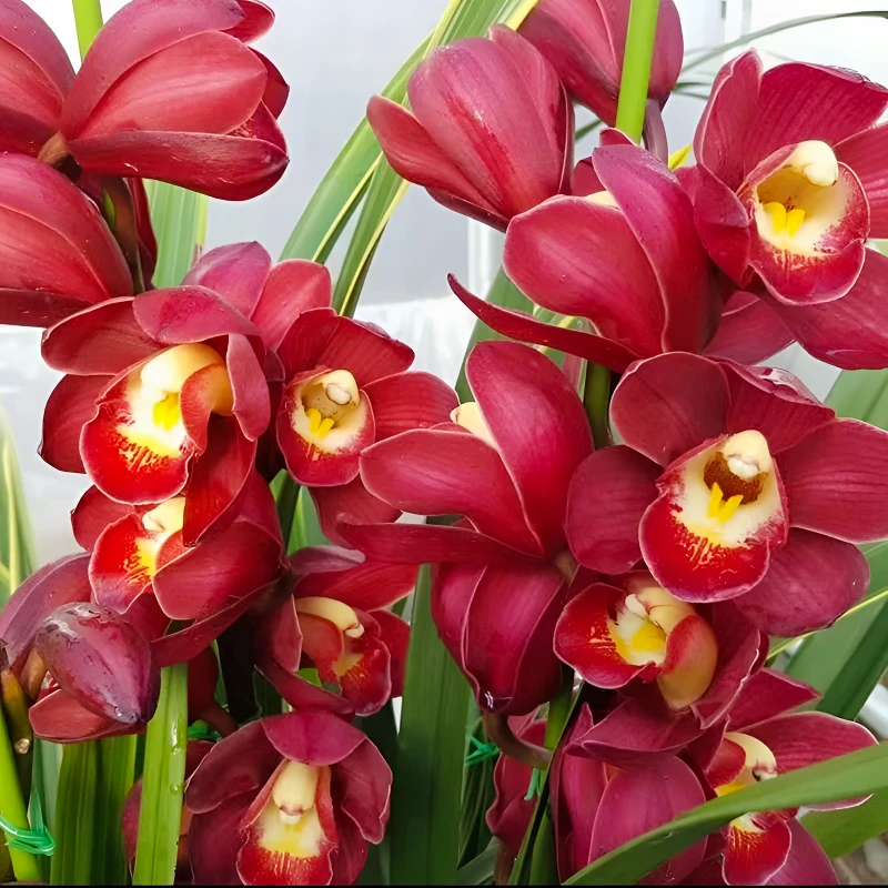 【兰霄花卉】大花蕙兰-金边大红袍  古典红色系 精品盆栽 基地发货