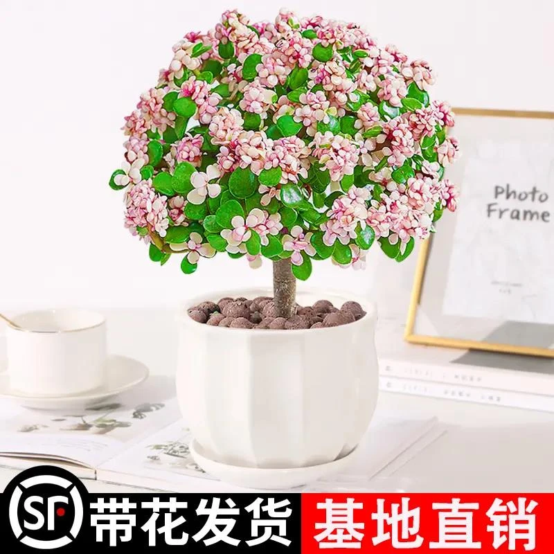 金枝玉叶盆栽老桩多肉水培植物室内花办公室绿植懒人好养净化空气