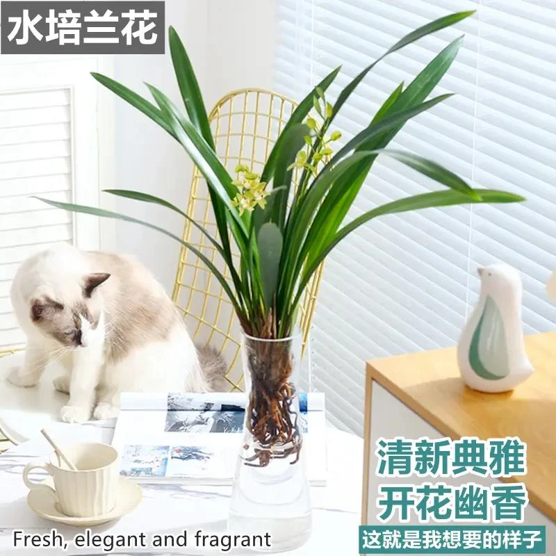 水培植物兰花墨兰文心兰盆栽客厅室内好养蝴蝶兰耐寒绿植盆景花卉