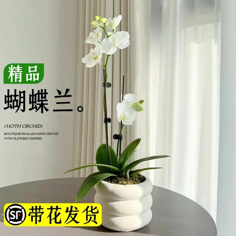 蝴蝶兰盆栽带花苞客厅兰花大苗室内好养活花卉带花剑植物四季开花
