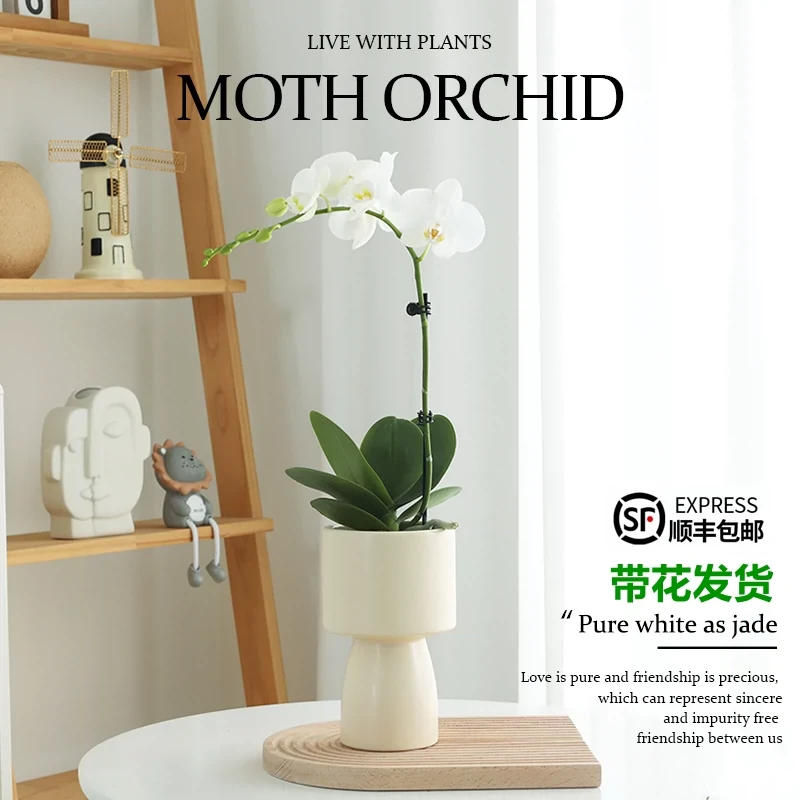 蝴蝶兰盆栽花卉植物室内办公室懒人好养四季开花年宵植物白色盆景