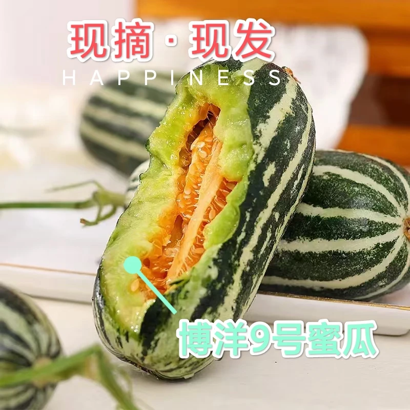 山东头茬博洋9号羊角蜜甜瓜香瓜蜜瓜孕妇水果香甜酥脆带箱包邮