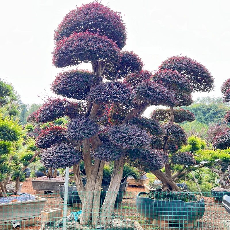 红花继木一物一拍造型树别墅庭院地在