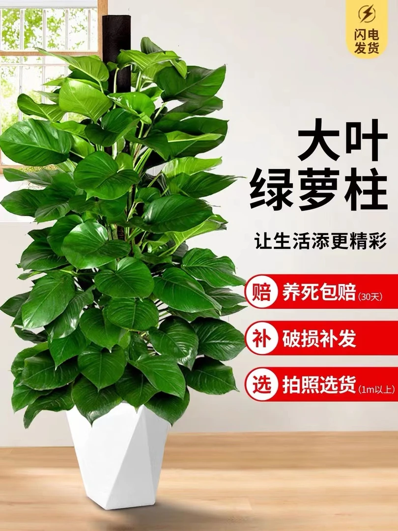 【一物一拍】绿萝柱1.4-1.6米大型盆栽植物室内绿萝绿植净化空气