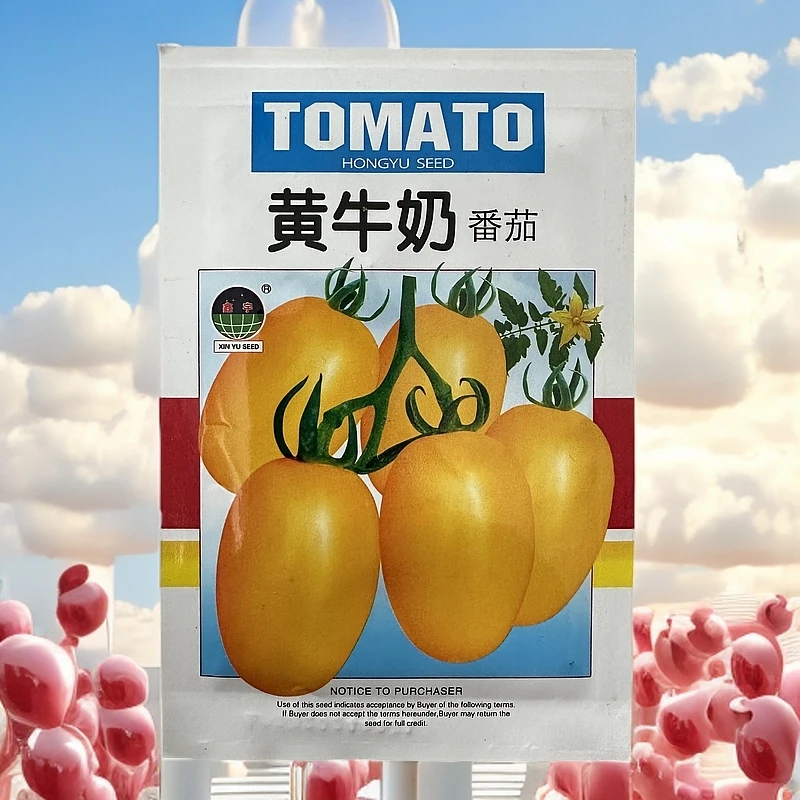 黄牛奶柿子籽100粒左右