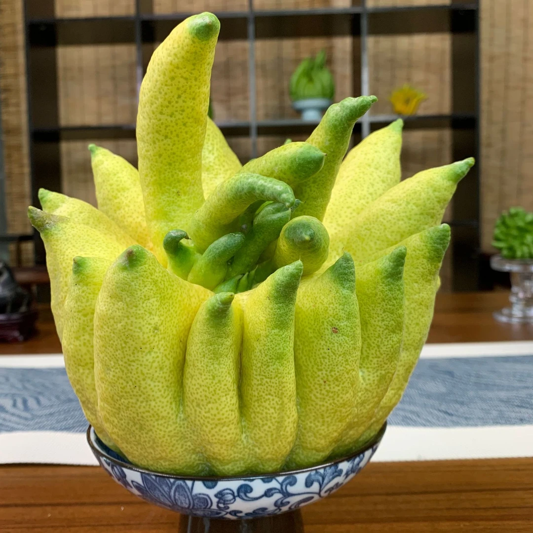 云南佛手花新鲜佛手果柑香橼观赏清供把玩闻香食用天然香味