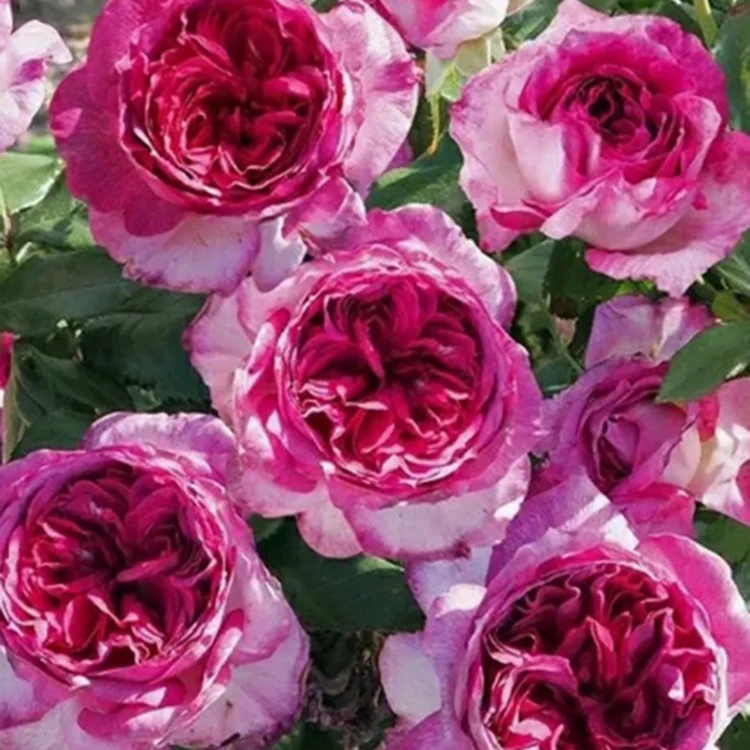 蓝莓蛋糕大花浓香 切花月季 阳台庭院栽植